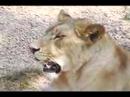 Uncle goes to the Zoo