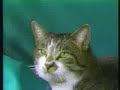 Katter sjunger julsång HAHA Katter sjunger julsång HAHA