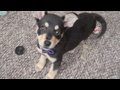 Zoey As A Puppy