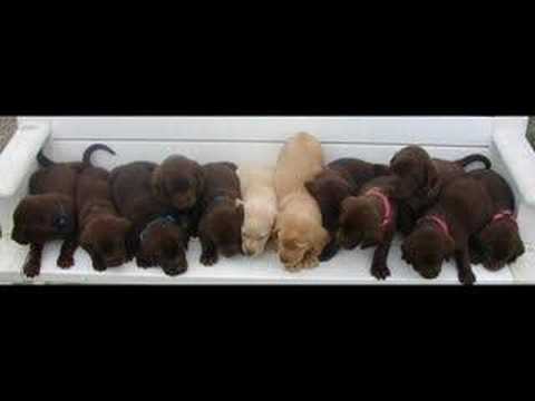 Chocolate Lab Pups Spice Litter March 11