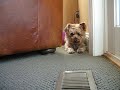 The Evil Vent -Starring Harry the Yorkie