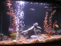 African Cichlid Aquarium
