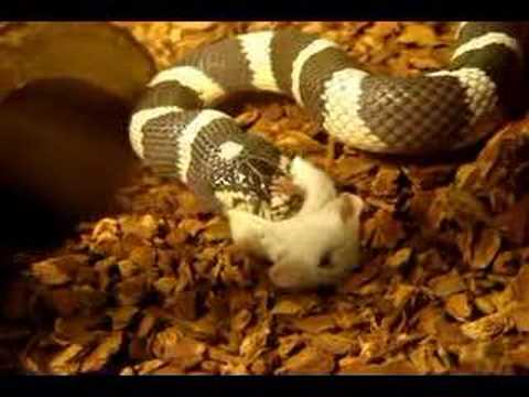 california king snake eating live ...