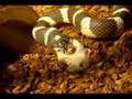 CA king snake eating mouse (still alive) tail first