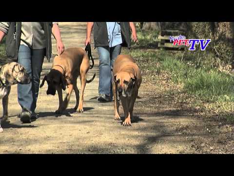 fila brasileiro