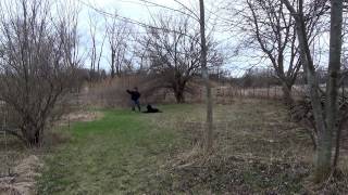 Elgin Dog Training an Australian Labradoodle Off Leash with Suburban K9!