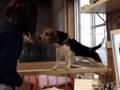 のび太1(ビーグル犬 Beagle)