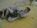 videos de Aron vs Patrick