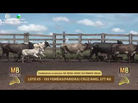 520� LEIL�O VIRTUAL MB LEIL�ES