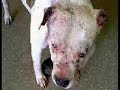 pit-bulls-ban-bsl.html