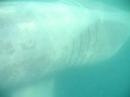 Basking Shark I Basking Shark I