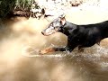 Doberman  Pinscher Bear Creek Dog Park