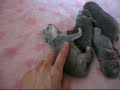 Amazing Aisha*PL - Miot \"C\"