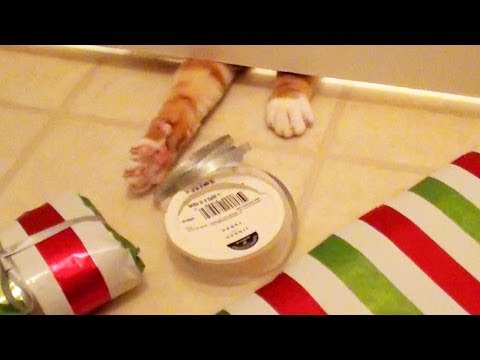 Cole e Marmalade ajudam nos embrulhos