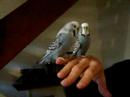 Budgies Budgies