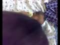 Sancia and Rupin