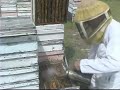 Beekeeping Basics : Beekeeping: Building an Active Beehive