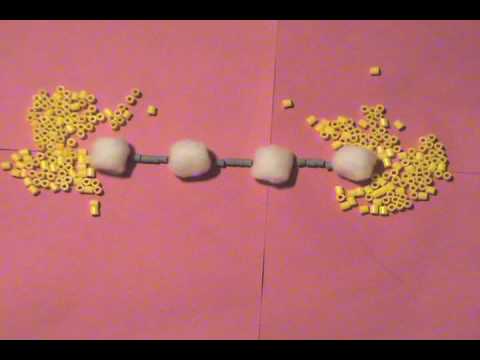 how to isolate polysaccharides