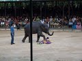 Elephant Fun and Games; Nong Nooch Elephant Show
