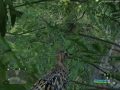 Crysis birdies Crysis birdies