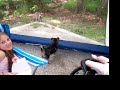 Chihuahua vs. Raccoon Chihuahua vs. Raccoon