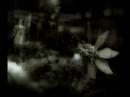 Lisa Cerbone \"Tiny Patch of Earth\" /Photos by Nyree Watts