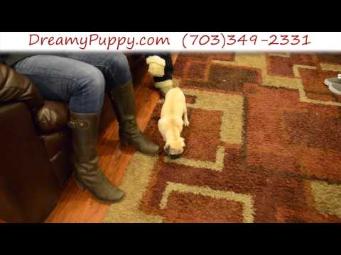 Adorable Pug Female Puppy