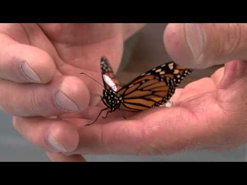 WSU Monarch Butterfly Project
