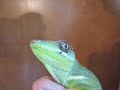 Cuban Knight Anole Eating Cricket