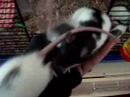 Baby pet rats playing