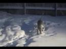Bullies in the snow