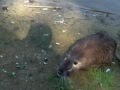 Nutria al parco di levante a Cesenatico