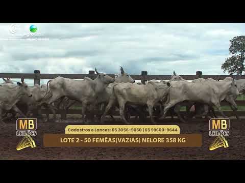 528� LEIL�O VIRTUAL MB LEIL�ES