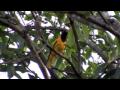 Birds of Sri Lanka (Ceylon) 3 - Sri Lanka Tourism : Visit Sri Lanka 2011