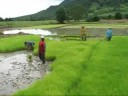 chinag khan rice fields