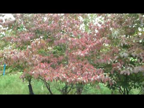 how to fertilize burning bush