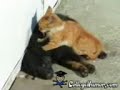 Gato especialista en masajes