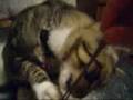 Kitty of Rock N' Roll: Axel Rose