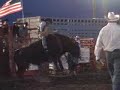 Bull Riding Bull Riding