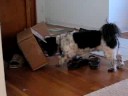 Cosmo looking for cat (Part 2/2)