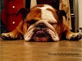bulldogz r fabulous