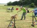 Chilli - Need4Speed Agility Camp