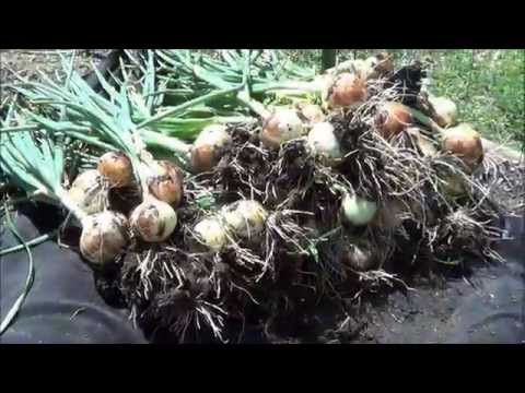 how to harvest onions