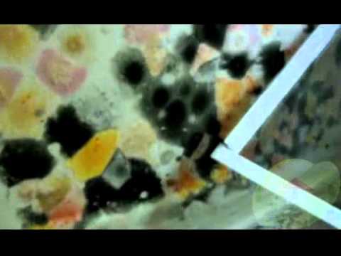 how to isolate aspergillus