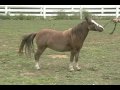 Iona Farm's Luck's Classical Melody