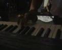 dangdut arnada/sido rondo dangdut arnada/sido rondo