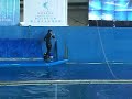 海生館小白鯨表演1