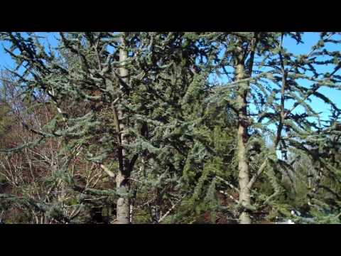 how to fertilize cedars