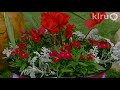 Alexandra McBrearty: Central Texas Gardener Alexandra McBrearty: Central Texas Gardener
