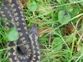 SNAKE!! An Adder in the New Forest SNAKE!! An Adder in the New Forest
